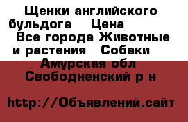 Щенки английского бульдога  › Цена ­ 60 000 - Все города Животные и растения » Собаки   . Амурская обл.,Свободненский р-н